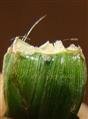  Ligule